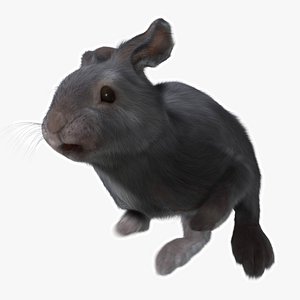 3d rabbit grey fur animation
