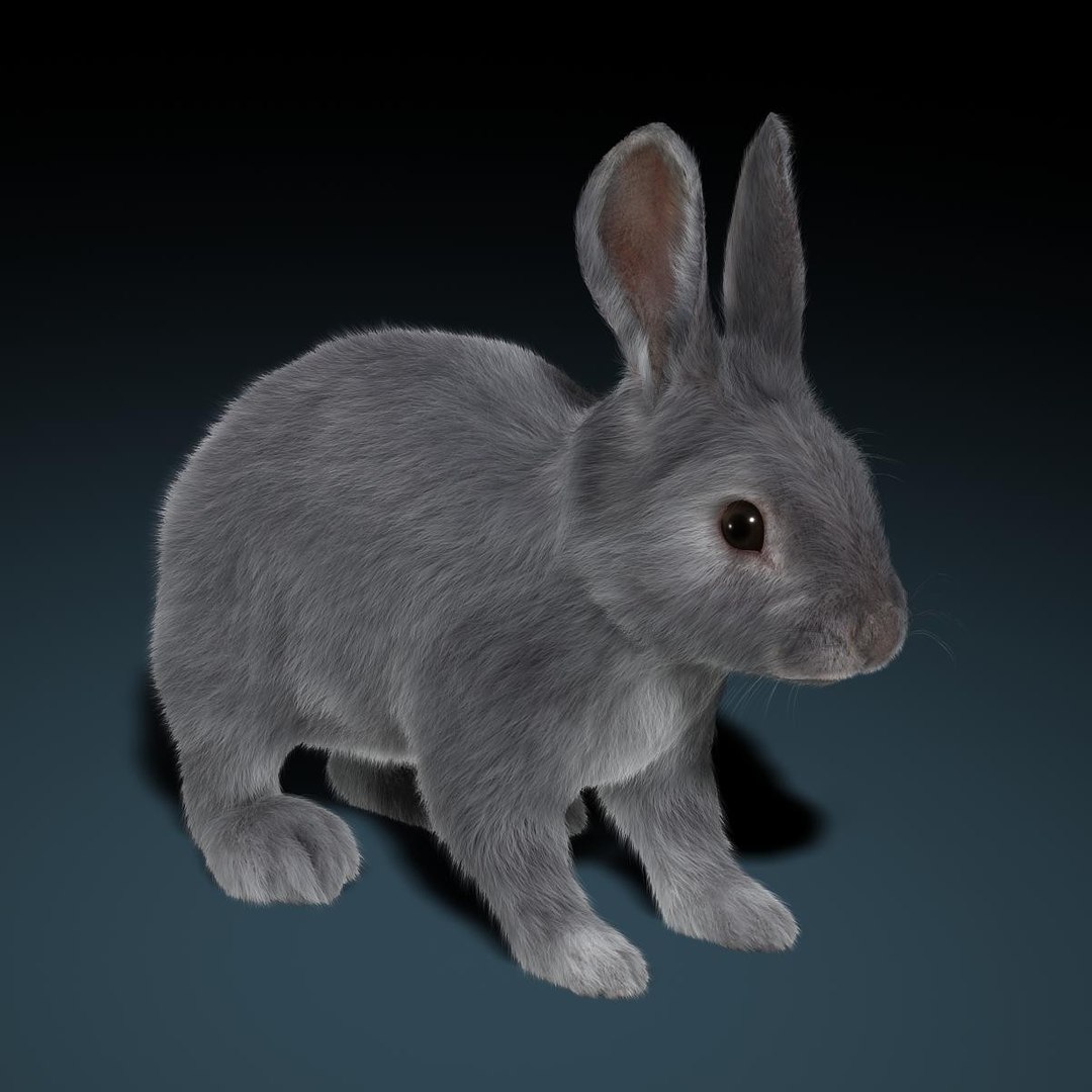 3d rabbit grey fur animation