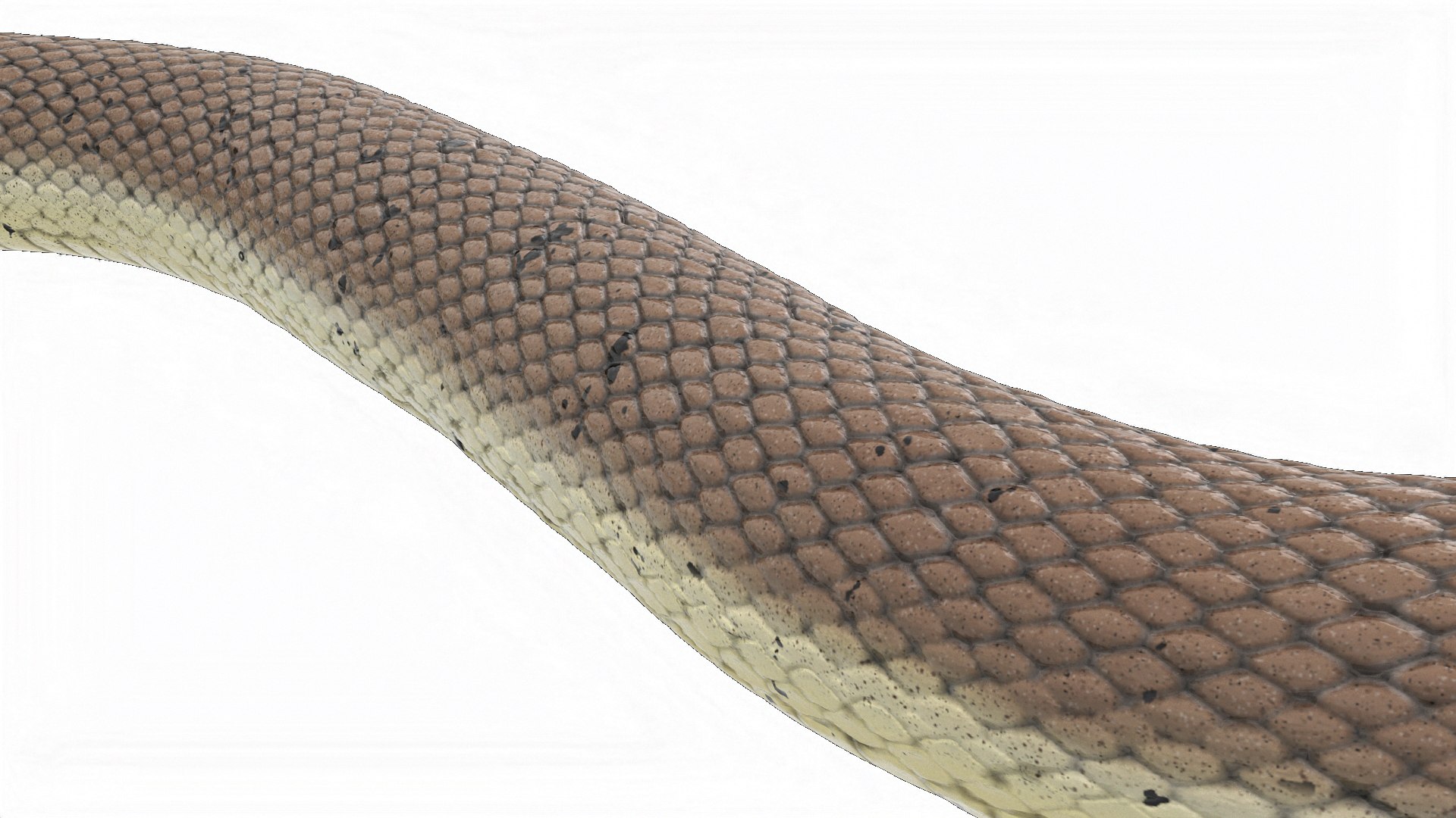 3D Water Snake Crawling https://p.turbosquid.com/ts-thumb/SL/jwT5Ks/0H/watersnakecrawling3dsmodel010/jpg/1719428487/1920x1080/fit_q87/b05a582600bd71b739c2840a30b30d12596def55/watersnakecrawling3dsmodel010.jpg