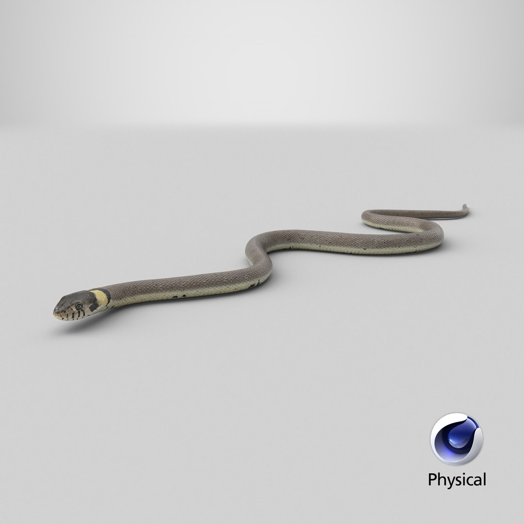 3D Water Snake Crawling https://p.turbosquid.com/ts-thumb/SL/jwT5Ks/De/stemcell_cinema_4d_physical_render/jpg/1758695632/1920x1080/fit_q87/856cf564228dc7b071539a8142c78063807795fa/stemcell_cinema_4d_physical_render.jpg