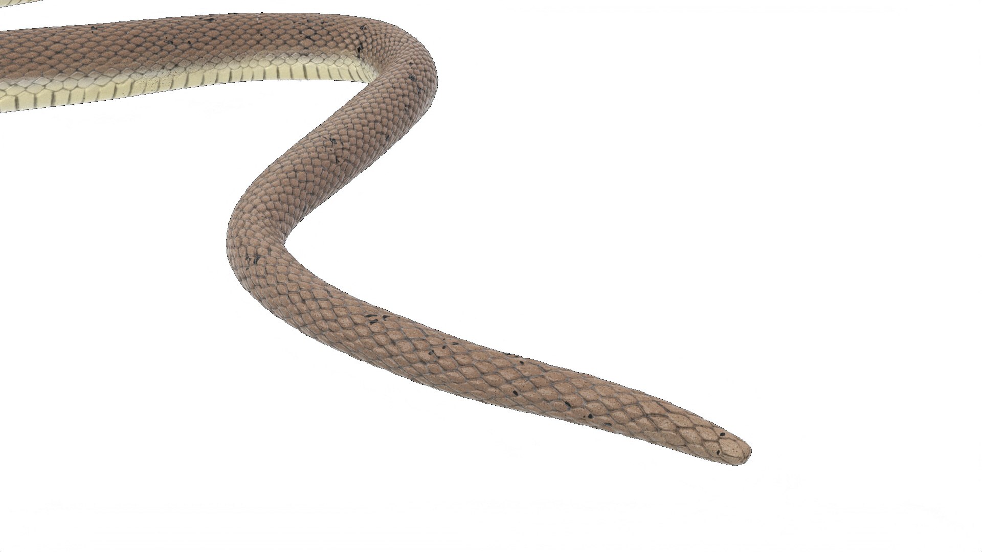3D Water Snake Crawling https://p.turbosquid.com/ts-thumb/SL/jwT5Ks/Dt/watersnakecrawling3dsmodel011/jpg/1719428490/1920x1080/fit_q87/f25f5e3f64725be07adde5aa2373300d6833ab46/watersnakecrawling3dsmodel011.jpg