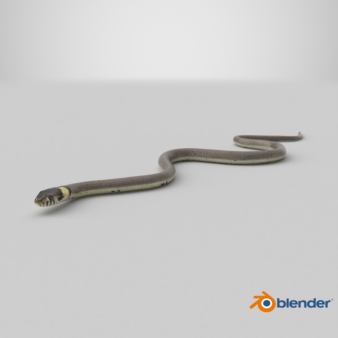3D Water Snake Crawling https://p.turbosquid.com/ts-thumb/SL/jwT5Ks/G8/stemcell_blender_cycles_render/jpg/1758695633/1920x1080/fit_q87/12e9d7bb573e67a5851fdd7af3d607a0622b92cc/stemcell_blender_cycles_render.jpg