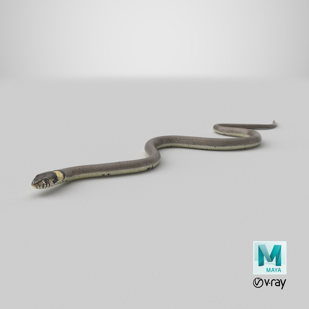 3D Water Snake Crawling https://p.turbosquid.com/ts-thumb/SL/jwT5Ks/Hl/stemcell_maya_vray_render/jpg/1758695634/1920x1080/fit_q87/8d152e7b128c0641feddd168db9eed314d8710df/stemcell_maya_vray_render.jpg