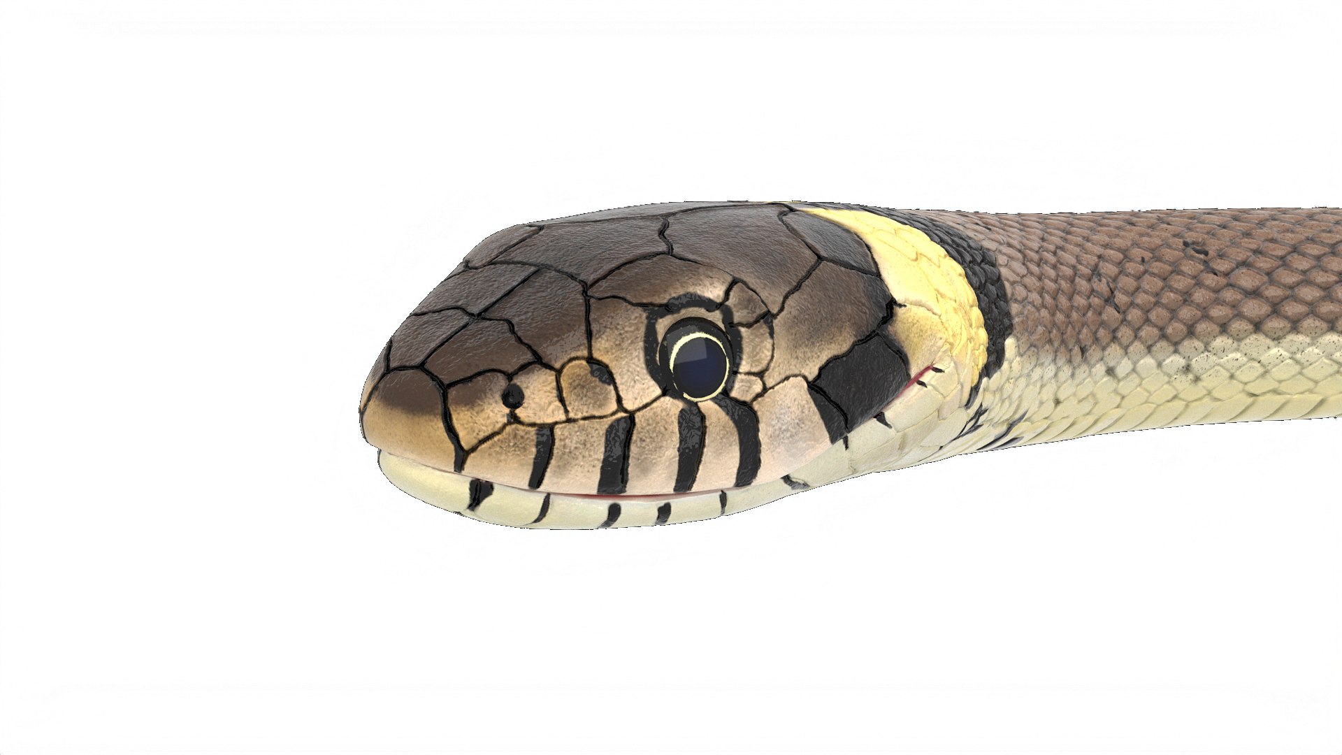 3D Water Snake Crawling https://p.turbosquid.com/ts-thumb/SL/jwT5Ks/IG/watersnakecrawling3dsmodel008/jpg/1719428479/1920x1080/fit_q87/980d0d030293ca988bc71cdf32228a3989b1940e/watersnakecrawling3dsmodel008.jpg