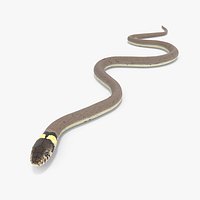 Water Snake Crawling