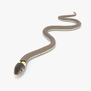 Water Snake Crawling