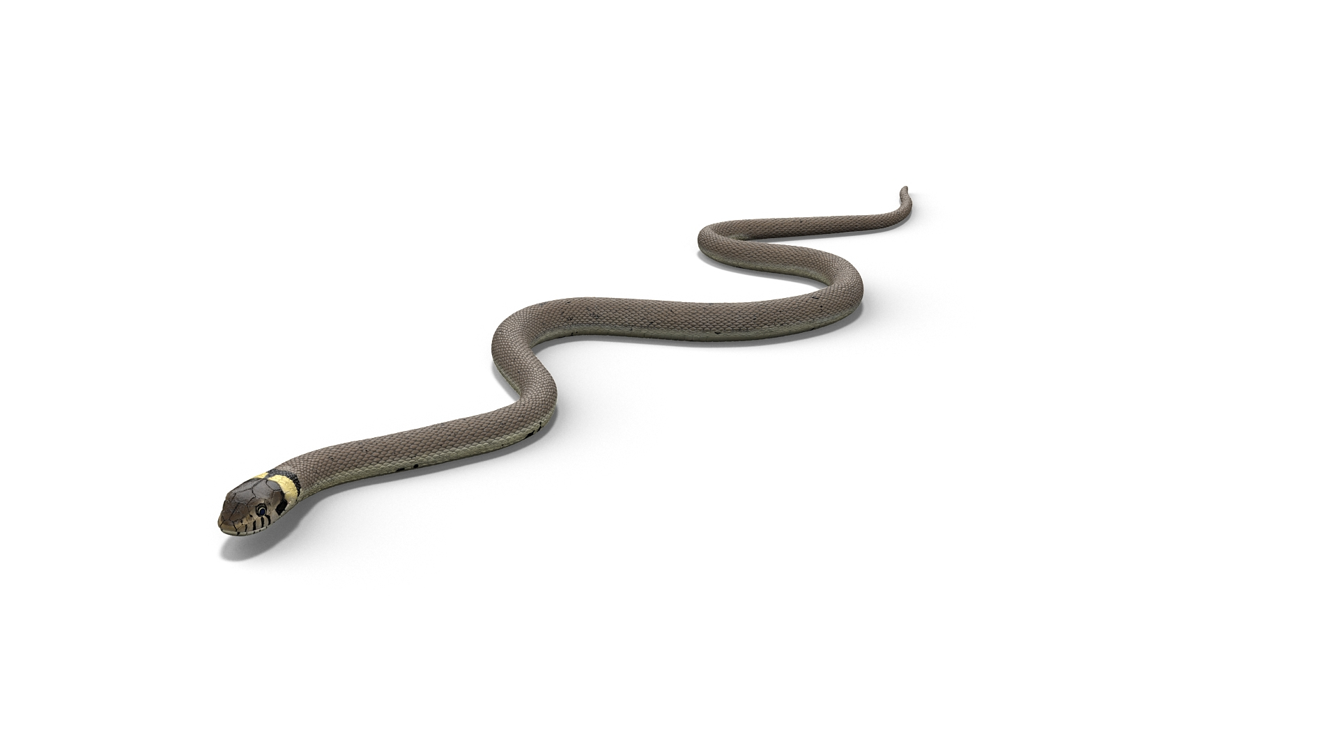 3D Water Snake Crawling - TurboSquid 2247277