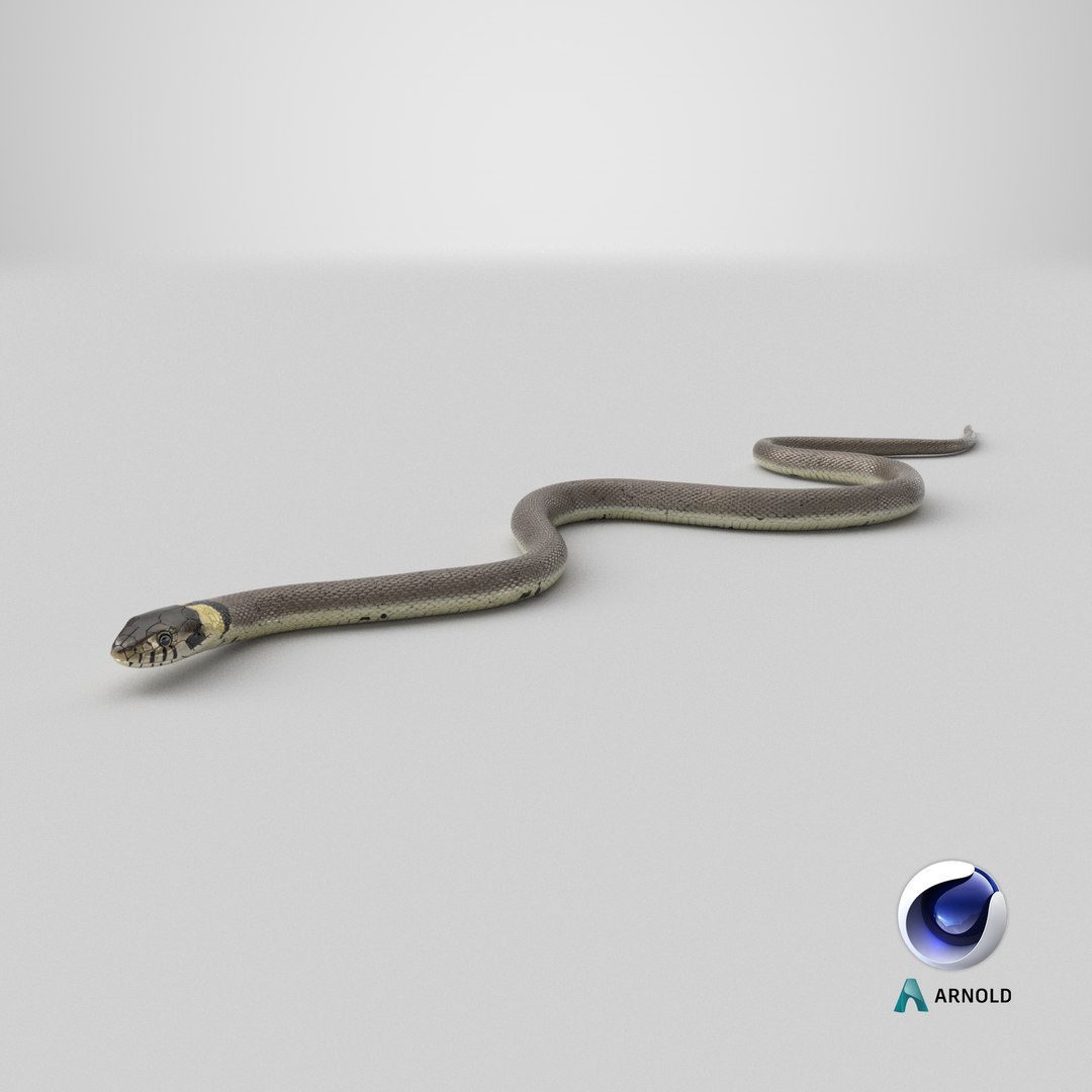 3D Water Snake Crawling https://p.turbosquid.com/ts-thumb/SL/jwT5Ks/ma/stemcell_cinema_4d_arnold_render/jpg/1758695634/1920x1080/fit_q87/950ef8a64e198728582621cd58e6043e07522e64/stemcell_cinema_4d_arnold_render.jpg