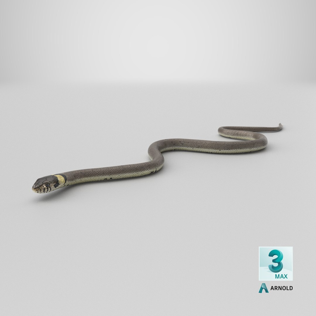 3D Water Snake Crawling https://p.turbosquid.com/ts-thumb/SL/jwT5Ks/sD/stemcell_max_arnold_render/jpg/1758695634/1920x1080/fit_q87/4065281f32113d358651b1c14ccf3a3844bacec7/stemcell_max_arnold_render.jpg