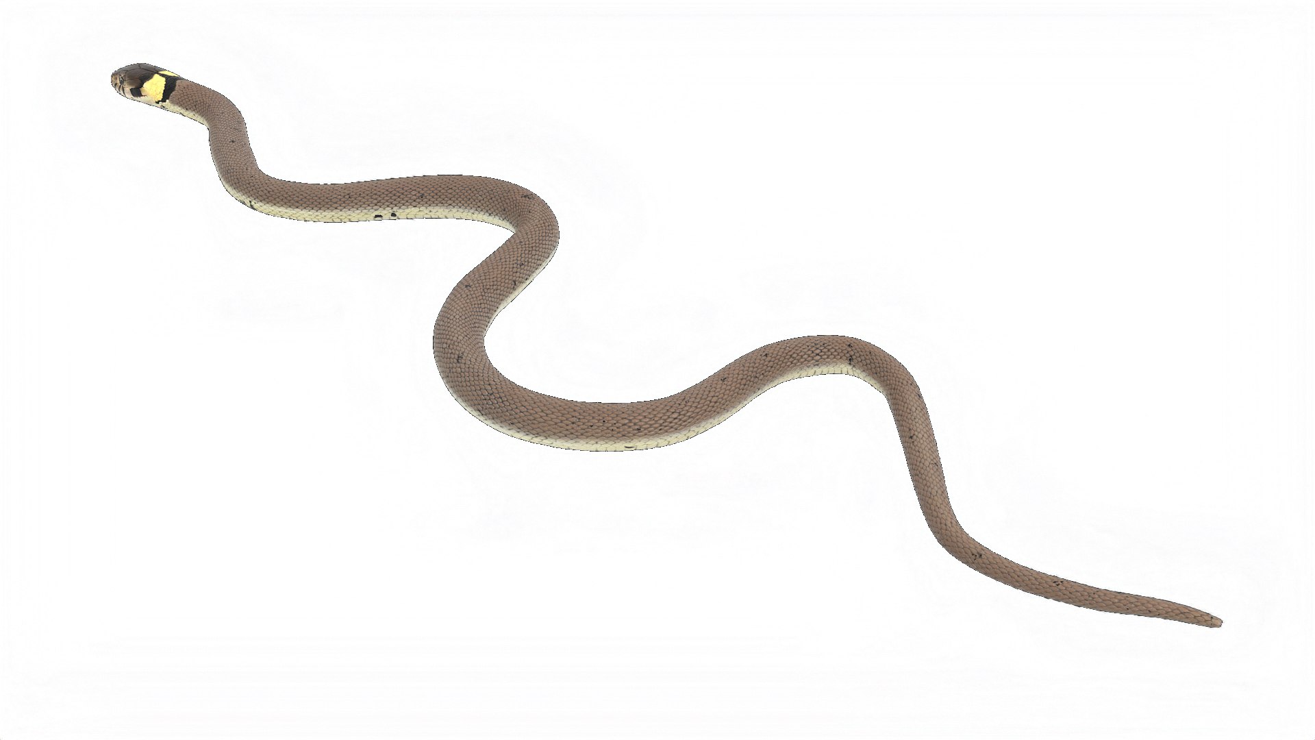 3D Water Snake Crawling https://p.turbosquid.com/ts-thumb/SL/jwT5Ks/vP/watersnakecrawling3dsmodel007/jpg/1719428473/1920x1080/fit_q87/49520b86aa1982b416dcb871843c277cba0d3810/watersnakecrawling3dsmodel007.jpg