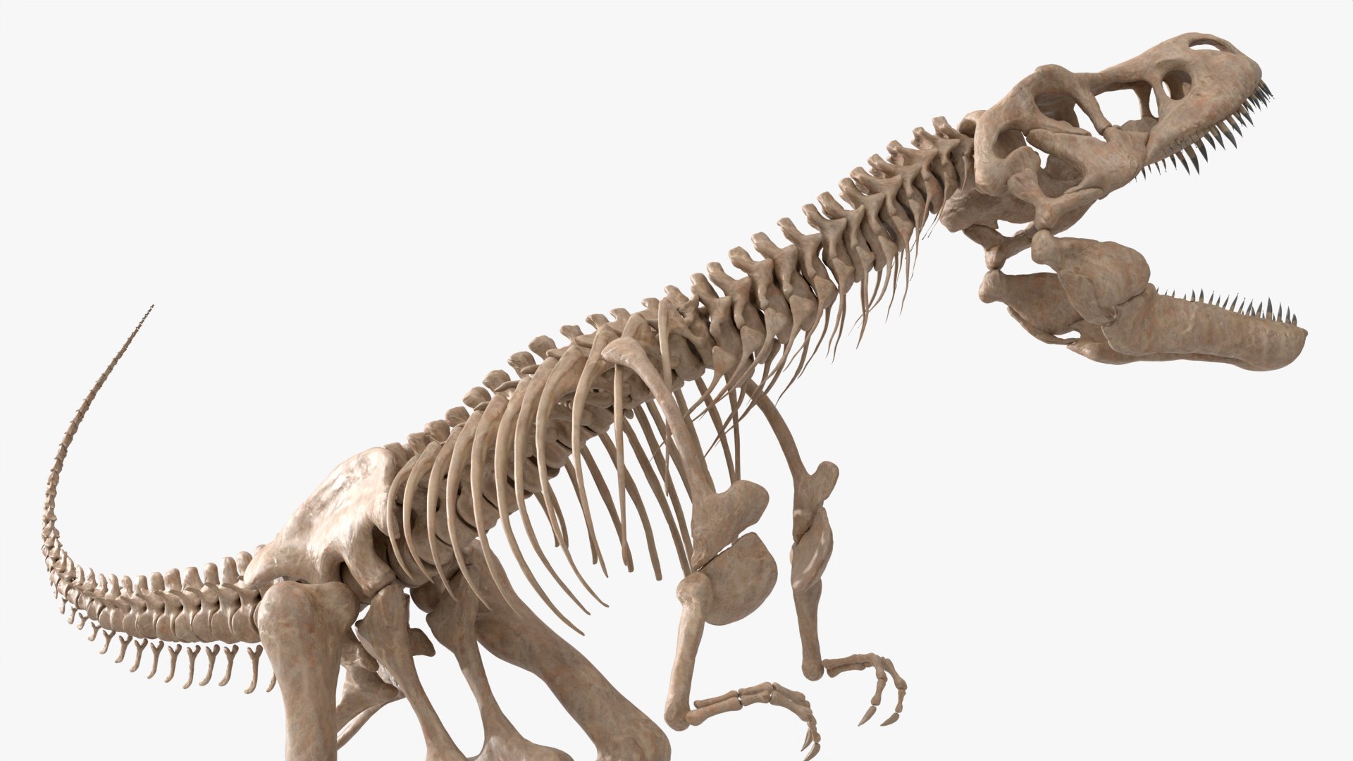 3D T-Rex Skeleton Rigged For Blender Animated Set https://p.turbosquid.com/ts-thumb/SL/o2KpUq/ev/trex_skeleton_rigged_for_blender_animated_set_009/jpg/1773702907/1920x1080/fit_q87/6f25ea3c5d94877941a0027534a058106c396fce/trex_skeleton_rigged_for_blender_animated_set_009.jpg