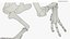 Scheletro di T-Rex predisposto per set di animazione Blender