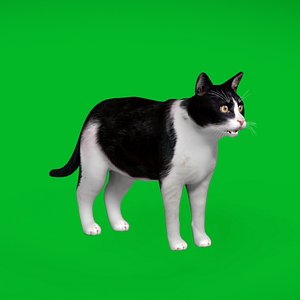 3D Domestic House Cat