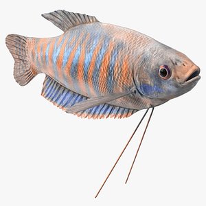 Cobalt Blue Dwarf Gourami Fish