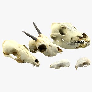 realistic animals skulls max