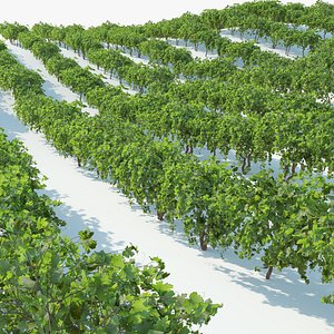 Grape field
