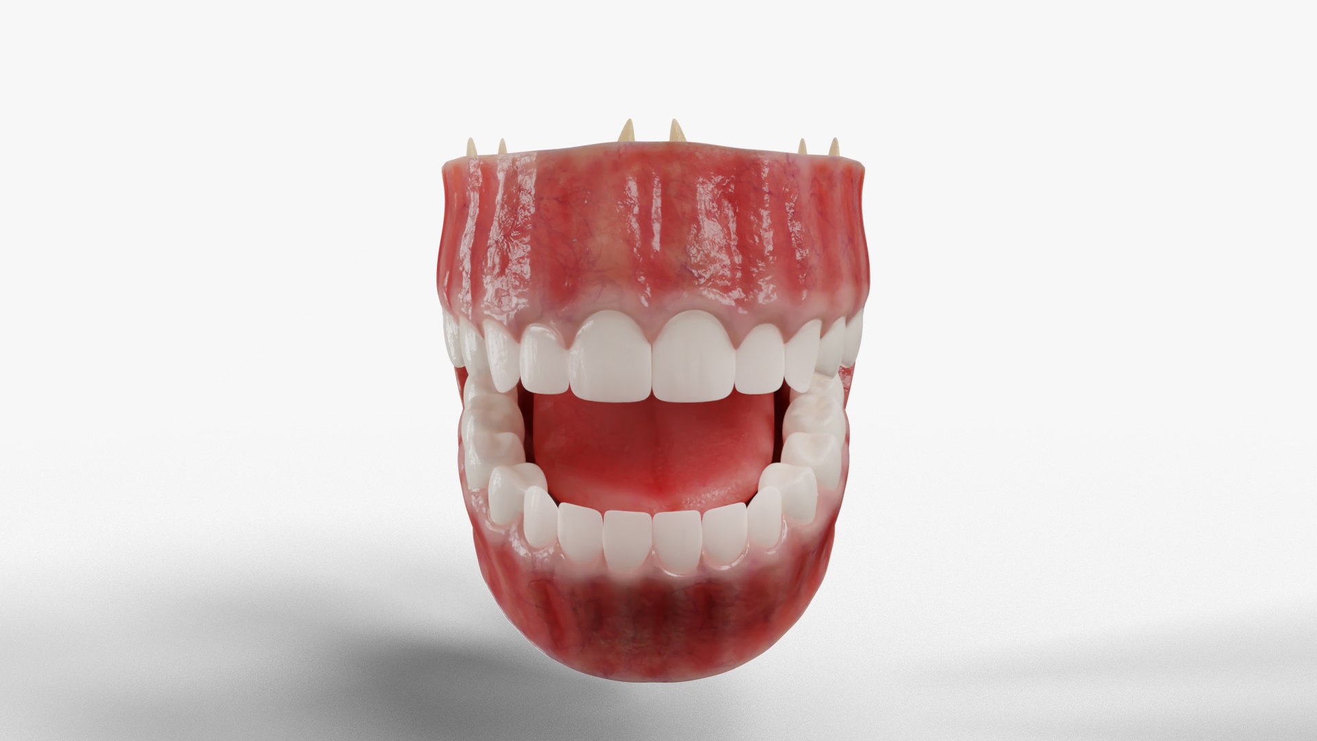 3D Gums Teeth Tongue - TurboSquid 1664907