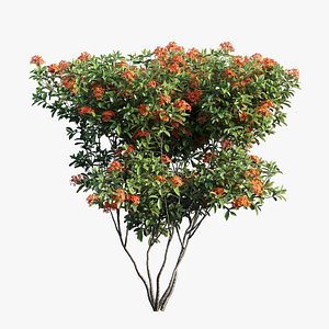 ixora plant set 07 3D model