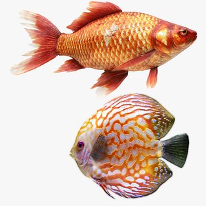Gold Fish and Discus Fish
