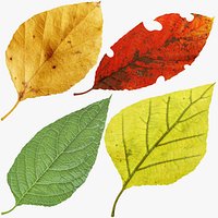 Birch Leaves Collection V1