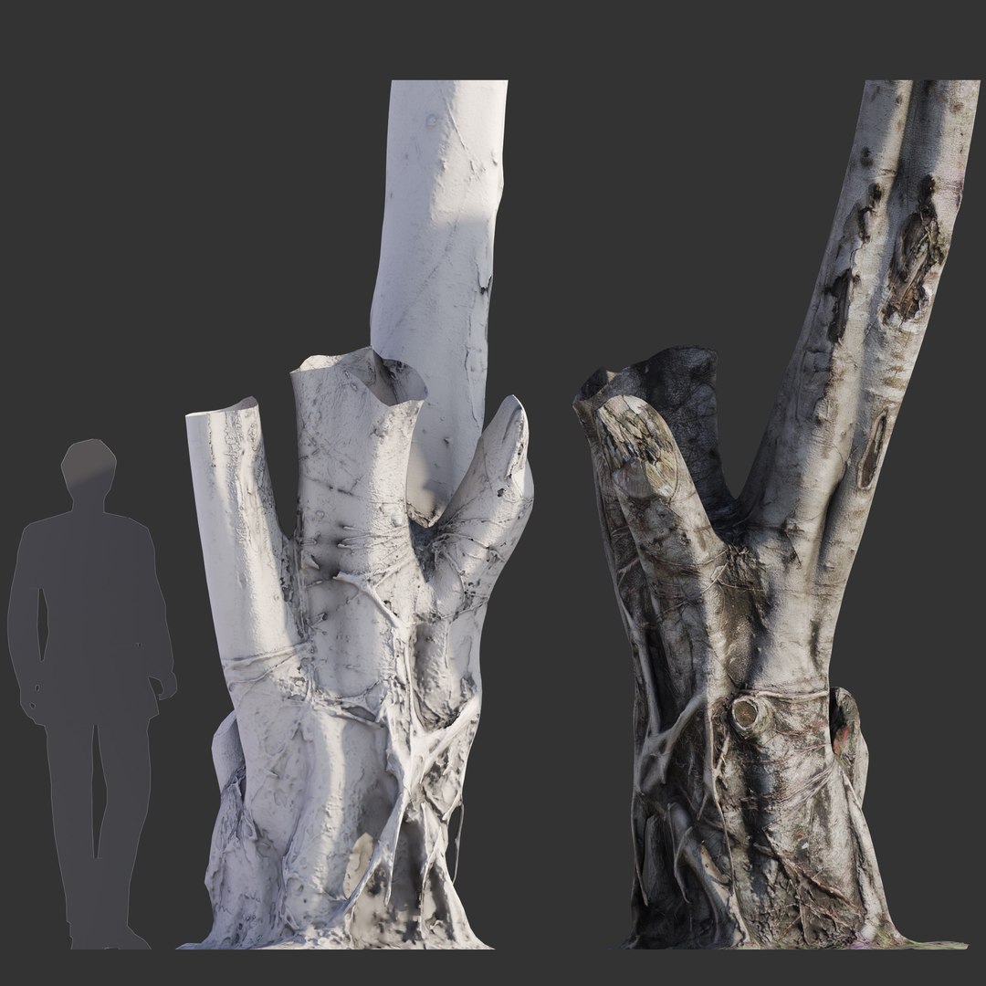 Ficus Tree Trunk 08 3D model - TurboSquid 2105957