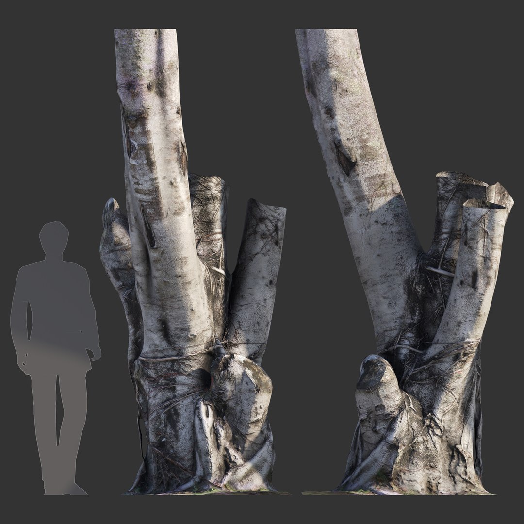 Ficus Tree Trunk 08 3D model - TurboSquid 2105957