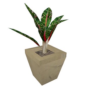 Indoor Plant