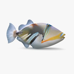 3D picasso triggerfish