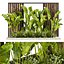 pianta vol 795 - giardino - foglia - banana