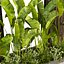 pianta vol 795 - giardino - foglia - banana
