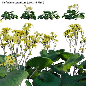 Farfugium japonicum - Leopard Plant 3D model