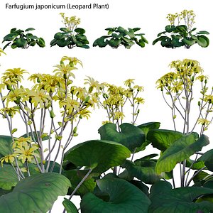 Farfugium japonicum - Leopard Plant