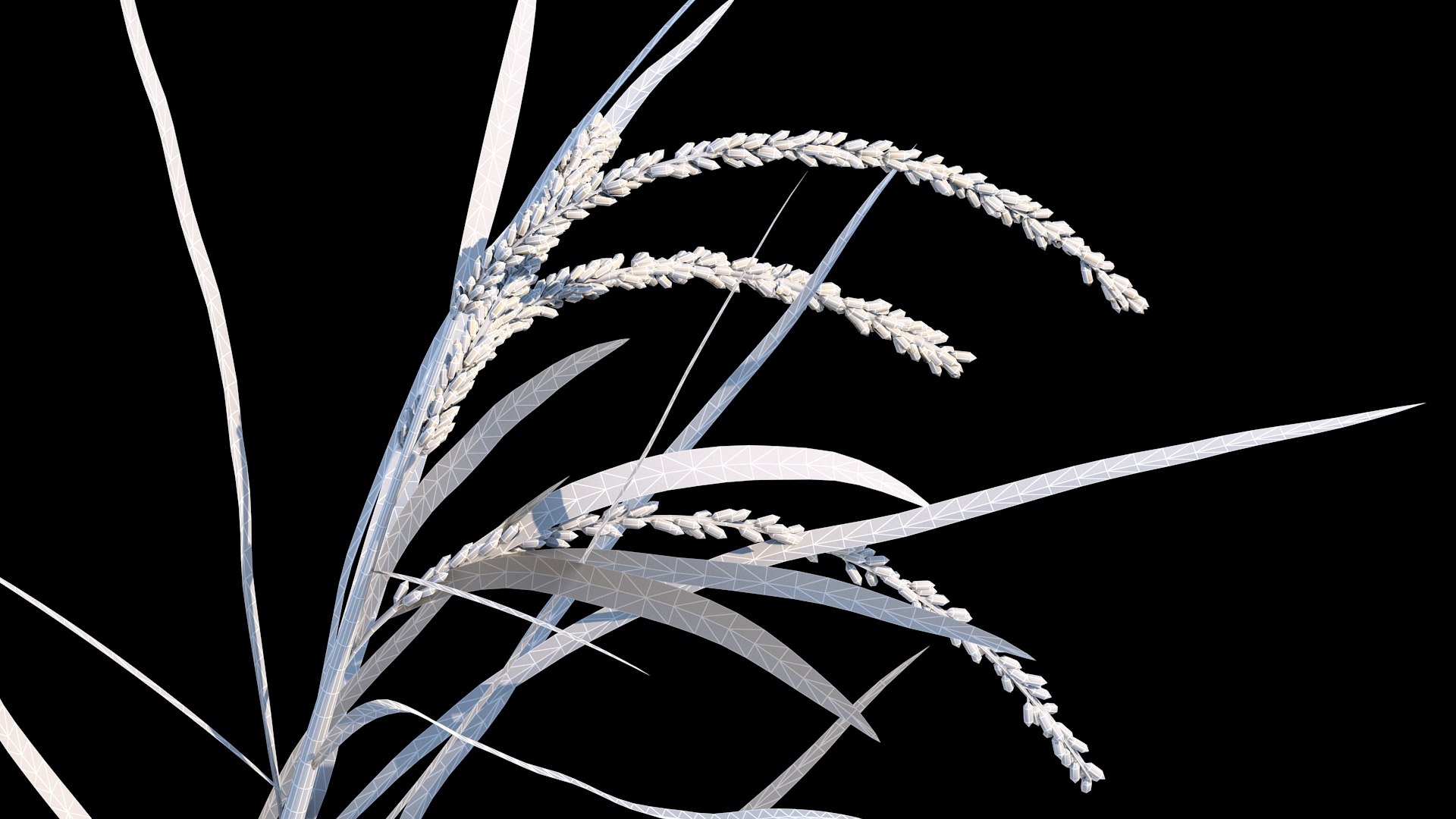 Rice Growth Animation 3D Model - TurboSquid 1992319