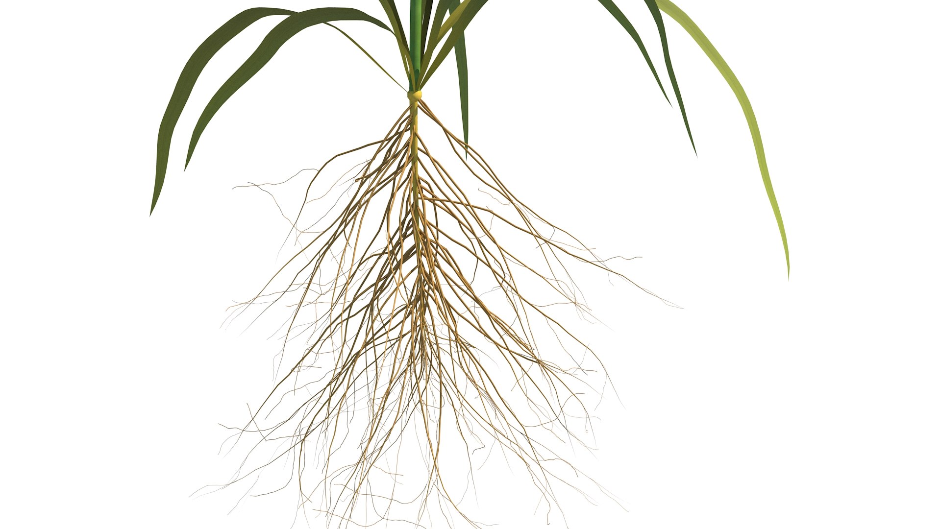 Rice Growth Animation 3D Model - TurboSquid 1992319