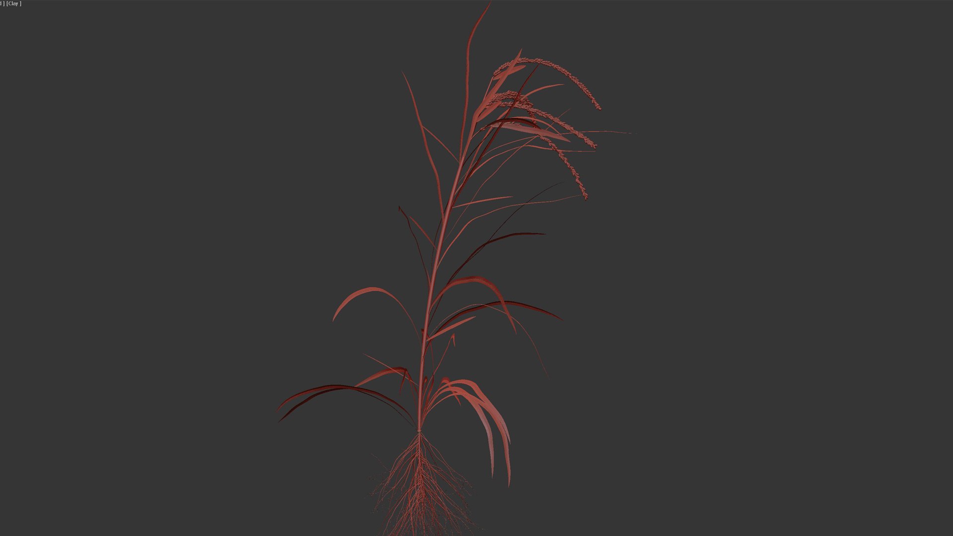 Rice Growth Animation 3D Model - TurboSquid 1992319