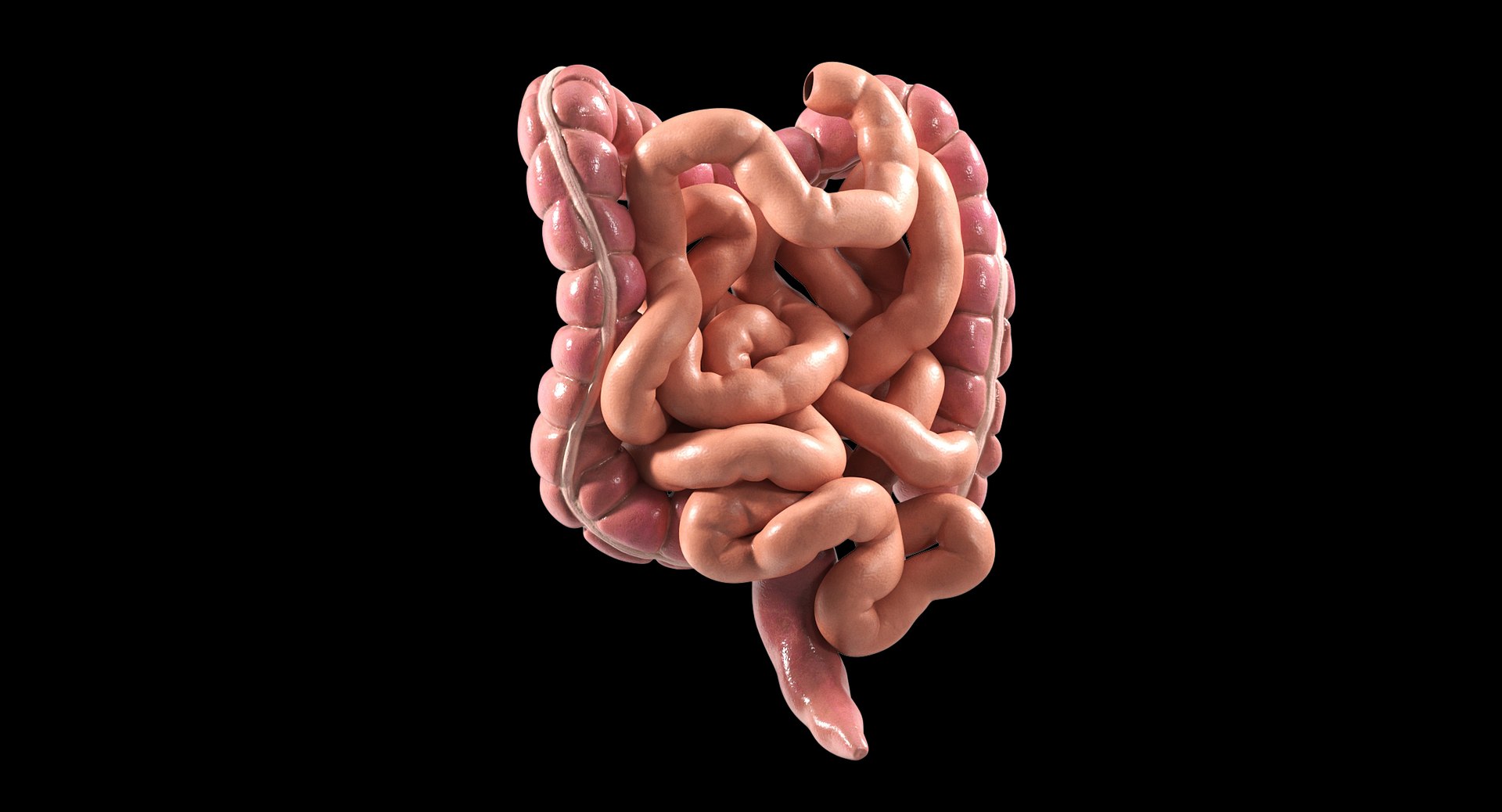 3D Human Intestine PBR https://p.turbosquid.com/ts-thumb/SN/B2XaKP/4x/06black/jpg/1766078806/1920x1080/fit_q87/9e4e329165b4bd01c41bfda509624ffbd8eb4afe/06black.jpg
