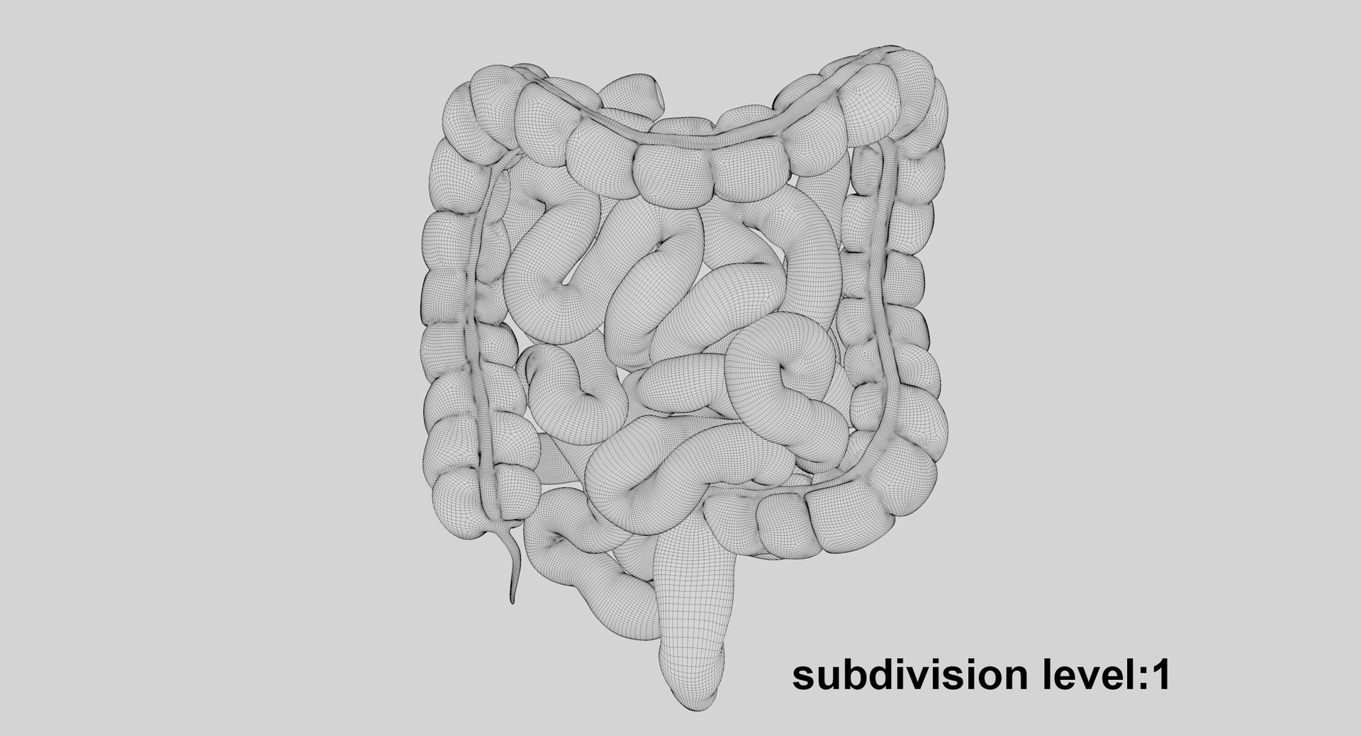 3D Human Intestine PBR https://p.turbosquid.com/ts-thumb/SN/B2XaKP/EU/wir02/jpg/1766079622/1920x1080/fit_q87/c70de4e635030708418b7fddd4e984d992515e92/wir02.jpg