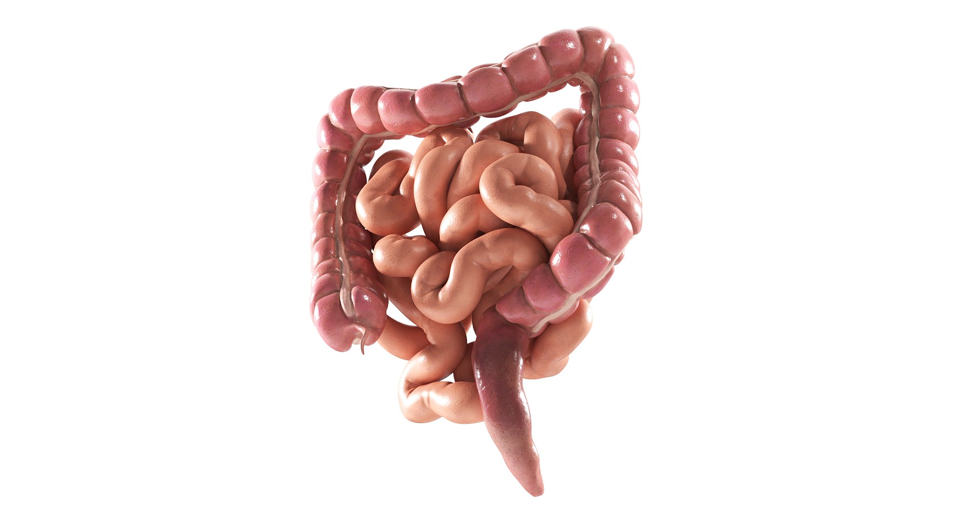 3D Human Intestine PBR https://p.turbosquid.com/ts-thumb/SN/B2XaKP/M3/07/jpg/1766078806/1920x1080/fit_q87/d20c618e583ef5728a5ff379d3ff764c7266876d/07.jpg