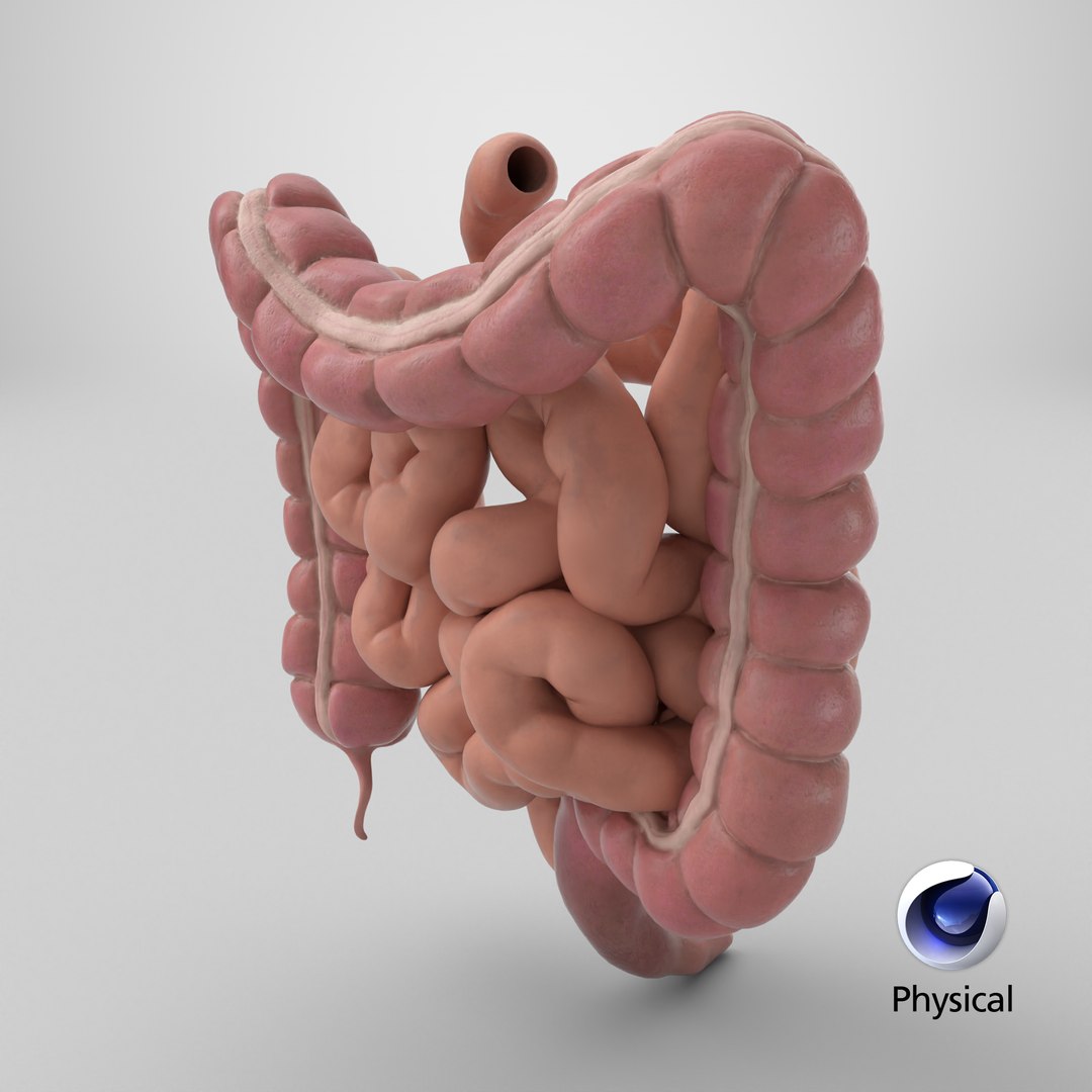 3D Human Intestine PBR https://p.turbosquid.com/ts-thumb/SN/B2XaKP/Ox/stemcell_cinema_4d_physical_render/png/1766420155/1920x1080/fit_q87/aea55a0c7ea306a328d5ff7b6490f4334e8f616b/stemcell_cinema_4d_physical_render.jpg