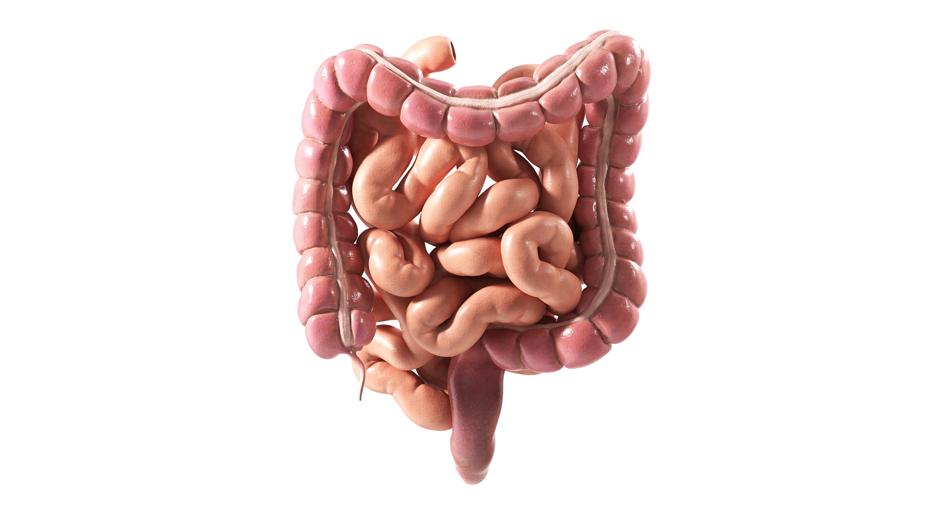 3D Human Intestine PBR https://p.turbosquid.com/ts-thumb/SN/B2XaKP/Sm/01/jpg/1766078801/1920x1080/fit_q87/d9fb2df4476f0b1ca219debd0a0f4fb66a3db90f/01.jpg