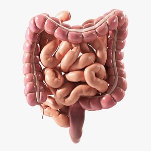 3D Human Intestine PBR