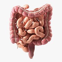 Human Intestine PBR