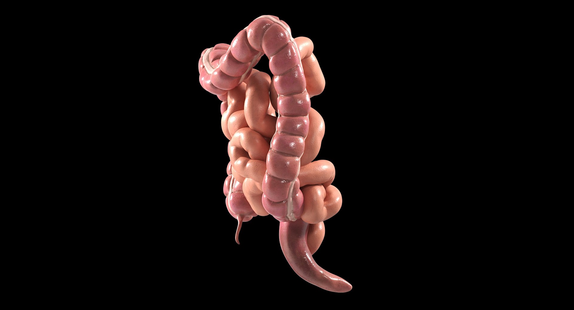 3D Human Intestine PBR https://p.turbosquid.com/ts-thumb/SN/B2XaKP/aY/05black/jpg/1766078804/1920x1080/fit_q87/bd6936c700e42bf423180111b5b33c19d61b7274/05black.jpg