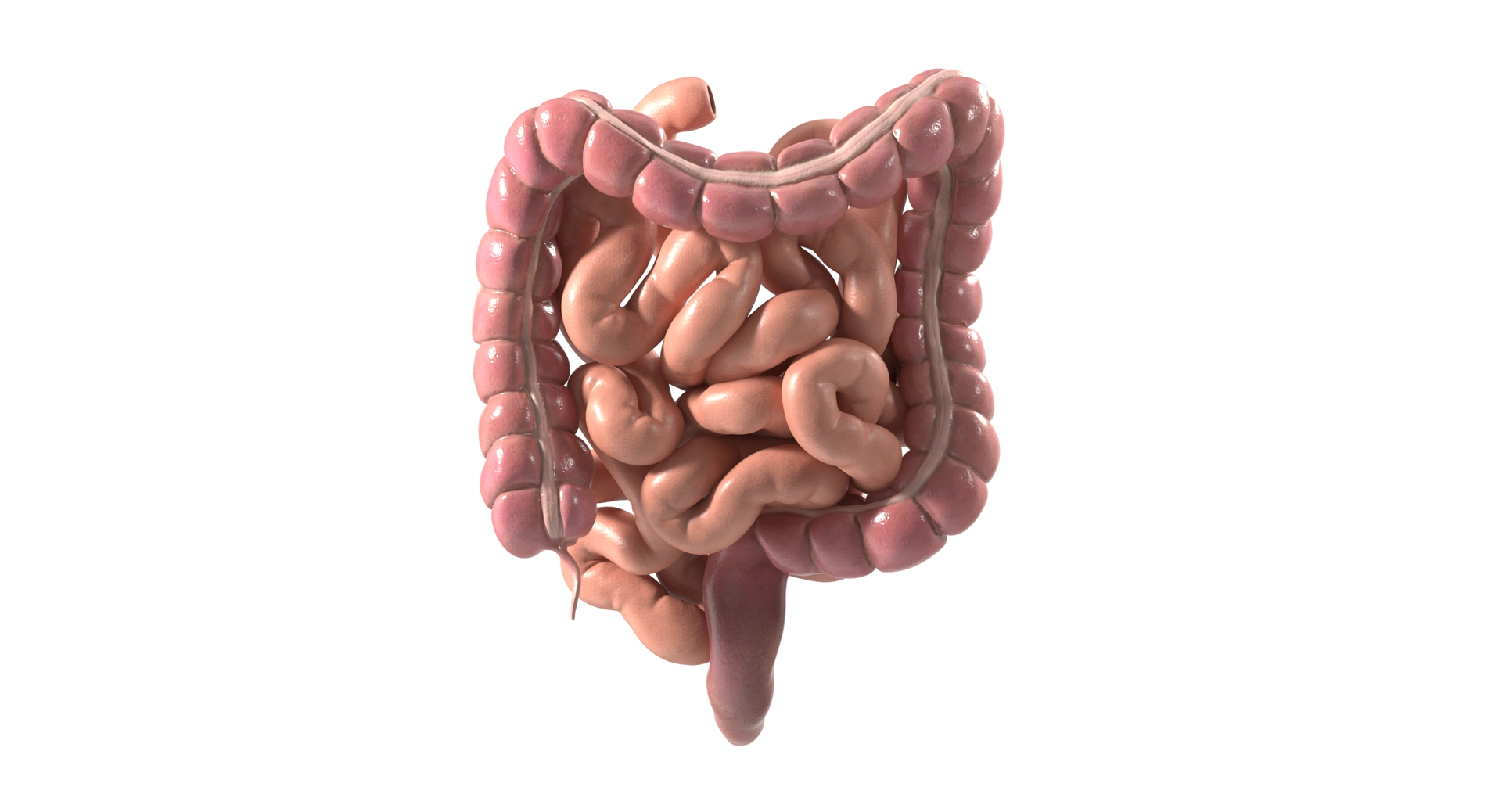 3D Human Intestine PBR https://p.turbosquid.com/ts-thumb/SN/B2XaKP/b3/humanintestine/jpg/1766090194/1920x1080/turn_fit_q99/1495074a6c8f68bc1a7c6fe56f7c251683887e46/humanintestine-1.jpg