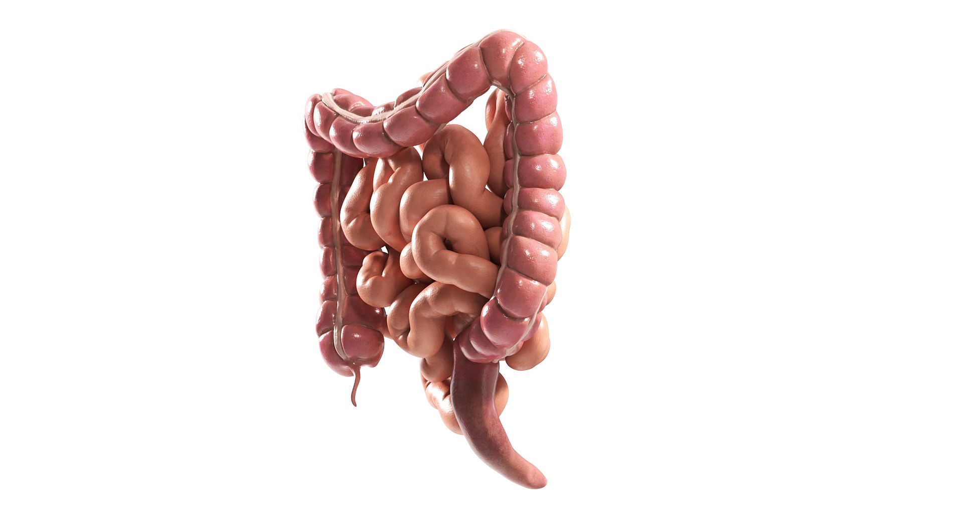 3D Human Intestine PBR https://p.turbosquid.com/ts-thumb/SN/B2XaKP/dq/03/jpg/1766078802/1920x1080/fit_q87/c65d3ea360a2c4ff31c1922cbe0a1a72e77f48e1/03.jpg