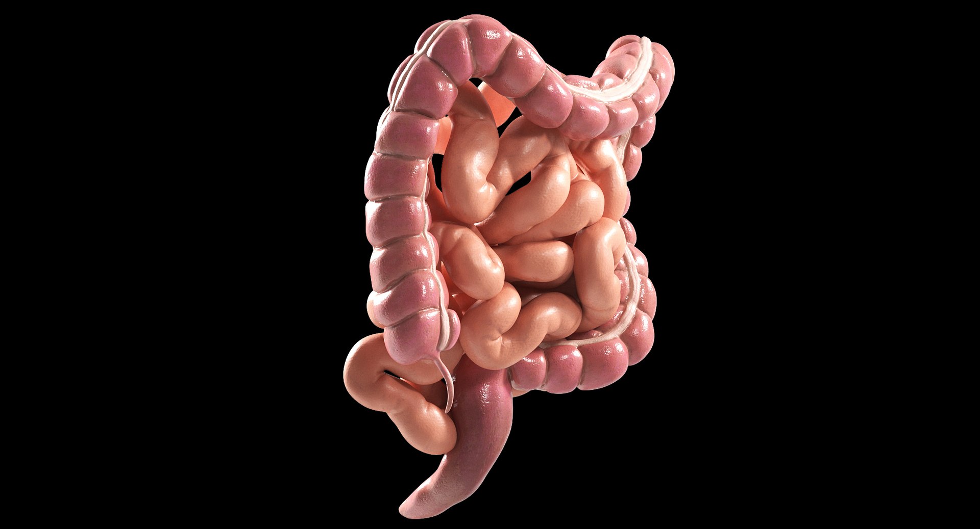 3D Human Intestine PBR https://p.turbosquid.com/ts-thumb/SN/B2XaKP/n7/02black/jpg/1766078802/1920x1080/fit_q87/e08b3f84e2e72460d86b15aa90bdde515170db6f/02black.jpg