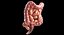 Menschlicher Darm PBR