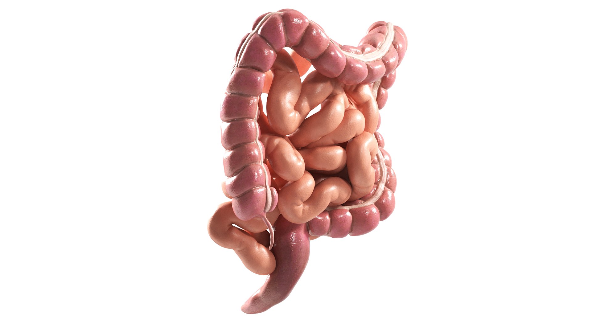 3D Human Intestine PBR https://p.turbosquid.com/ts-thumb/SN/B2XaKP/ph/02/jpg/1766078801/1920x1080/fit_q87/baf78d987c6f69d983bf18ea11ed7c849ee69874/02.jpg