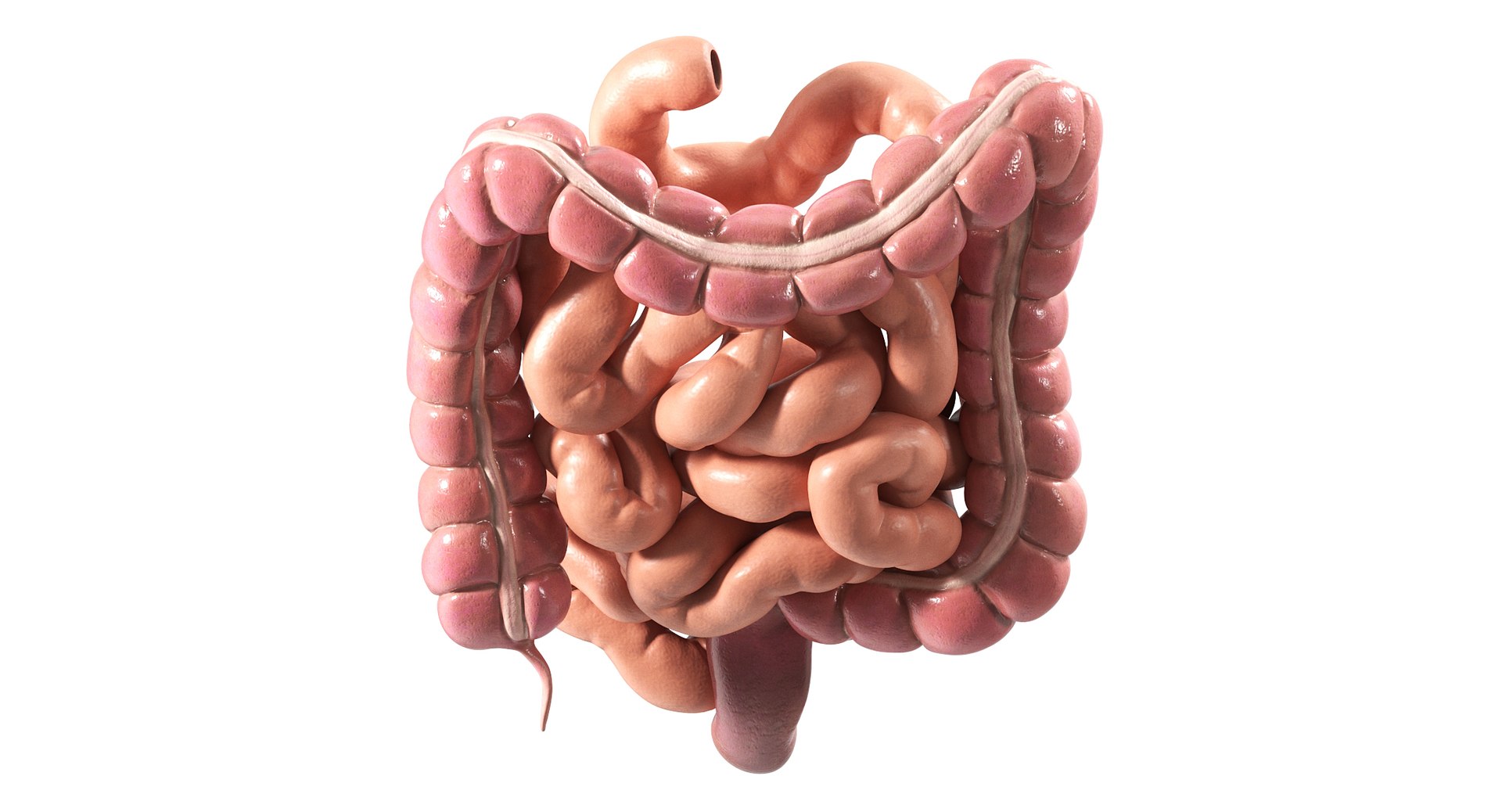 3D Human Intestine PBR https://p.turbosquid.com/ts-thumb/SN/B2XaKP/pm/08/jpg/1766078807/1920x1080/fit_q87/0704911895dff779b70073909bdc7bd66ee0e1db/08.jpg