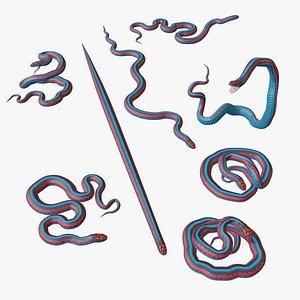3D San Francisco Garter Snake - 3D Mesh
